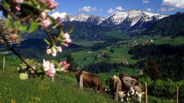 Fewo Alpengloeckchen, Oberstaufen/Steibis Kültér fotó